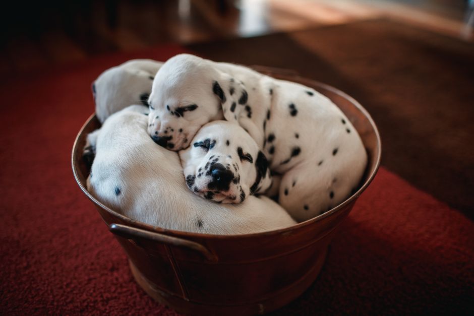 Cute Dalmatian puppies peacefully sleeping in a rustic bowl indoors. Perfect for pet lovers.