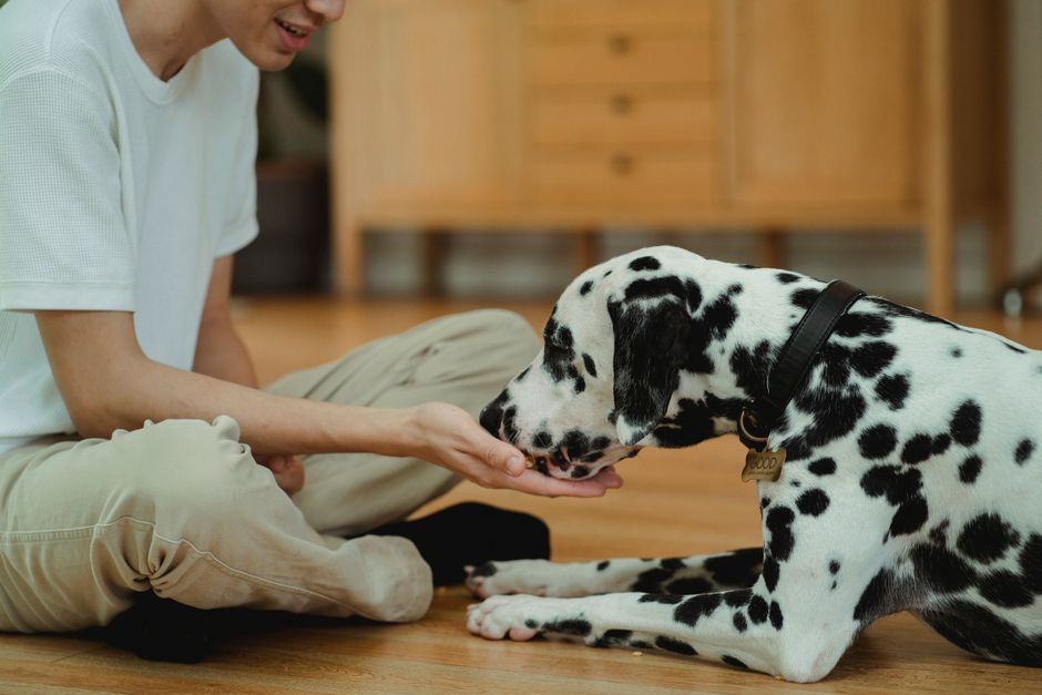 A Dalmatian dog being lovingly fed by its owner indoors, capturing a heartwarming moment.