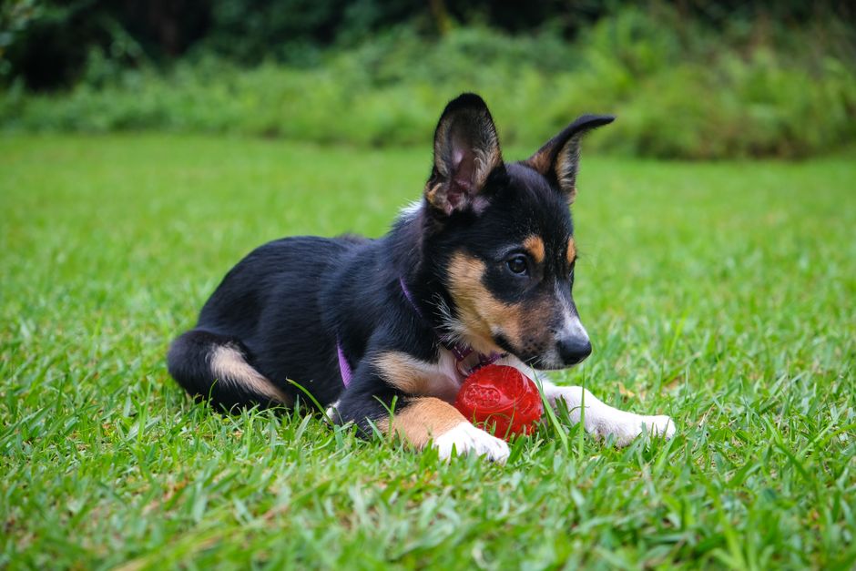 Adorable puppy playing with a red ball on a lush green lawn, showcasing a moment of canine joy.