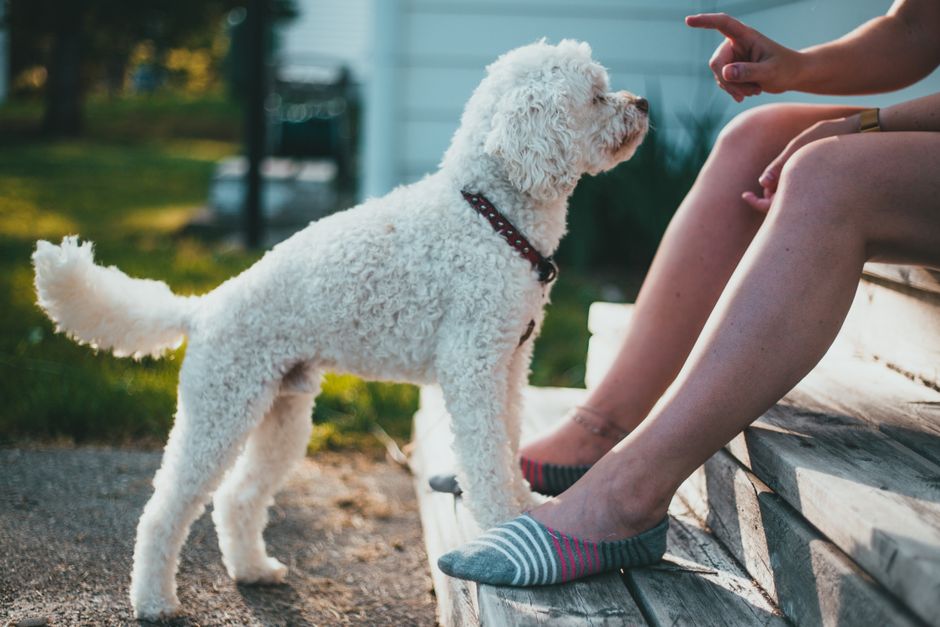 White toy poodle focused on owner giving commands outdoors.