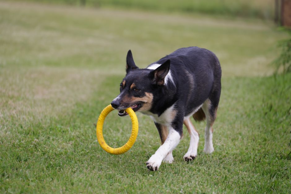A happy Border Collie plays with a yellow ring toy on a grassy field.